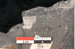 Foto (Detailansicht) von Asterocarpus acutifolius Ettingshausen (NHMW-GEO-2024-0188-10501)